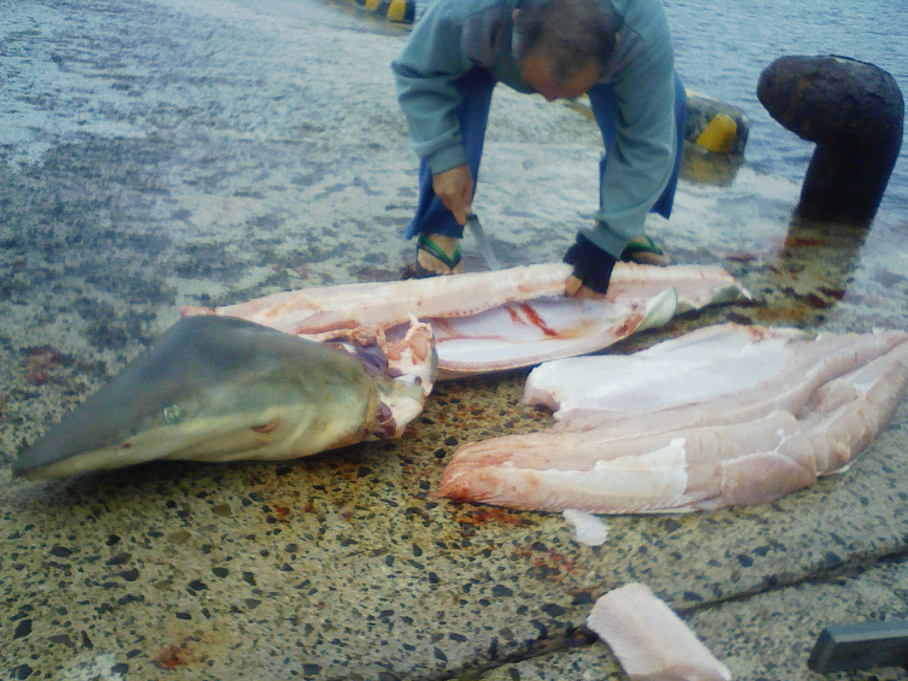 喜界島の海でサメを釣り上げる 楽しい島生活